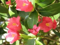 오동도에서 봄바람을 맞으며