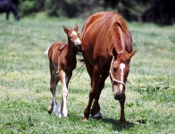 KRA ‘말 산업 육성 심포지엄’ 개최