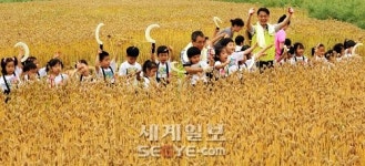 고사리손들의 보리수확 체험