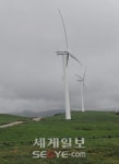 파란 하늘 맞닿은 푸른 배추 언덕…강원 안반덕