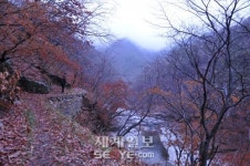 겨울 숲 맑은 기운 쐬면 마음까지 청정… 홍천 수타사 계곡 ‘산소길’