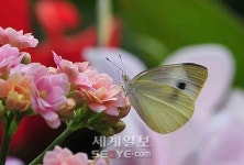 [화보] 봄을 부르는 나비