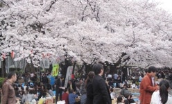 [심훈 한림대 교수의 일본을 보면 한국이 보인다] 나무이야기Ⅰ