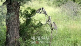 [이기중의 아프리카 로망] 크루거 국립공원