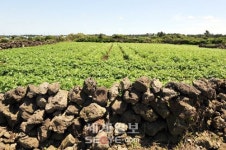 제주 2色… 올레길 1코스