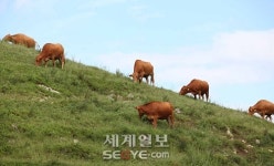[포토] “대관령 한우시험장 견학 신나요”