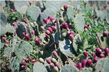 [건강]‘백년초’ 추석명절 부모님 선물로 인기