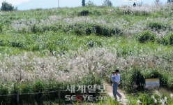 [포토] 하늘공원에 억새 내리다
