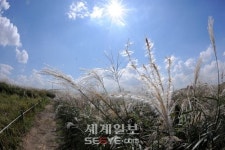 [포토] 하늘공원에 억새 내리다