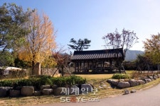 만추 돌담길 걸어가면 담너머 붉은 산수유 ‘손짓’