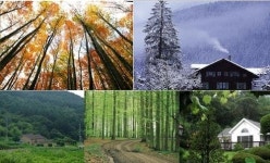 건강과 삶의 여유! 숲속의 피톤치드 ‘산림욕 전원주택지’ 동영개발