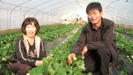[최고농업인을 찾아서] (3)경기 김포 무내미 농장