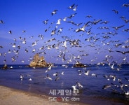 거친 파도 헤치며 드나든 고깃배와 애환 반세기…묵호등대