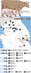 구제역 한달… 국내 최대 축산지역 안성 르포