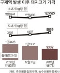 구제역에 돼지 수급 불안… 도매價 급등