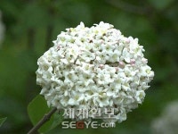 진천군 농업기술센터, 난방비 걱정없는 불두화 재배 성공