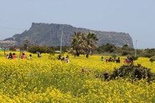만발한 유채꽃으로 장관을 이루고 있는 성산일출봉