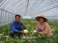 농민 구슬 땀 천안멜론 예년보다 한달 먼저 출하