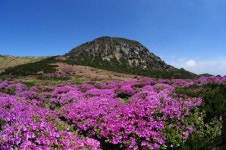 산등성이·골짜기마다 ‘철쭉의 향연’