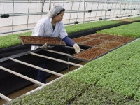 한국 최고 무공해 채소 생산 농장