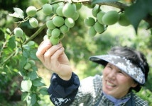 탱탱한 참매실 맛보세요