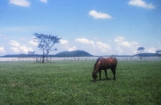 종마목장, 피서객을 유혹하다