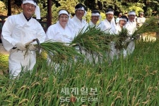 창덕궁서 벼베기 체험행사