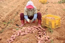 당진 황토고구마 인기