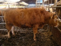 포항 한우, 경북도에서 가장 좋은 소로 뽑혀