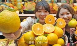 [포토] 충주산 한라봉 맛보세요!