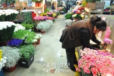 金장미·金백합… 꽃값 연초부터 들썩