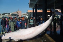 밍크고래 2마리 어망 로프 걸려 죽은 채 발견