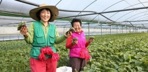 금산 추부깻잎 농가소득 ‘쏠쏠’