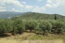 [함정임의 ‘먹고 사랑하고 떠나라’] ① 크레타 올리브와 포도잎 쌈밥 돌마데스