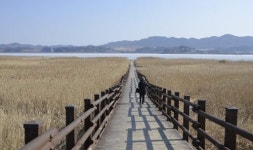 가창오리떼 화려한 군무 장관