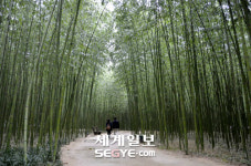 초록빛 향연 십리대숲 걸으며 봄에 취하다