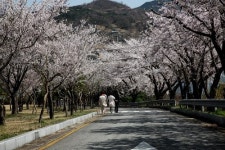 합천호 100리 벚꽃길로 오세요
