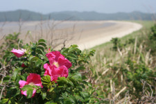 충남 태안 신두리 해안사구에 해당화 활짝