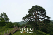 구름도 누워가는 심심산골 해발 800m 와운마을