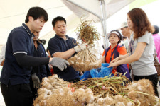 충남 서산 6쪽마늘 직거래장터 열린다