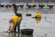 태안산 바지락 전량 일본 수출 명품 명성