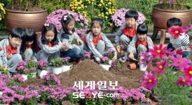 [포토] 서초구 국화꽃잔치