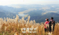충남 오서산 억새의 노래… 억새와 바다