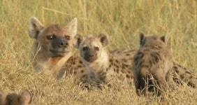 암컷은 순종적?… 사바나 동물세계의 ‘불편한 진실’