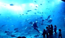 한화 아쿠아플라넷 여수, 특별 이벤트로 ‘눈길’