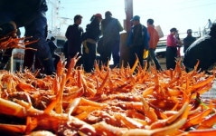 영덕, 대게철 맞아 ‘북적’… 호객행위도 극성