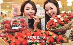 “밀양·진주산 딸기 맛보세요”
