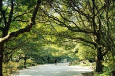 겨울의 중심에서 만나다…제주 납읍 난대림