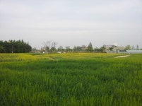 청보리와 유채꽃이 가득한 포항 뱃머리 꽃밭으로 놀러오세요!