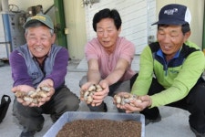 “돈 버는 굼벵이… 우리 마을 효자여∼”